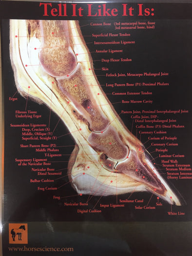 Tell It Like It Is. Perfect laminated photo of a healthy hoof. Fully labeled.