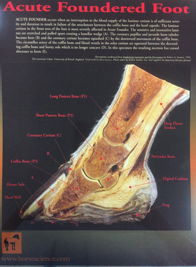 Acute Foundered Hoof Laminated Diagram. Fully labeled